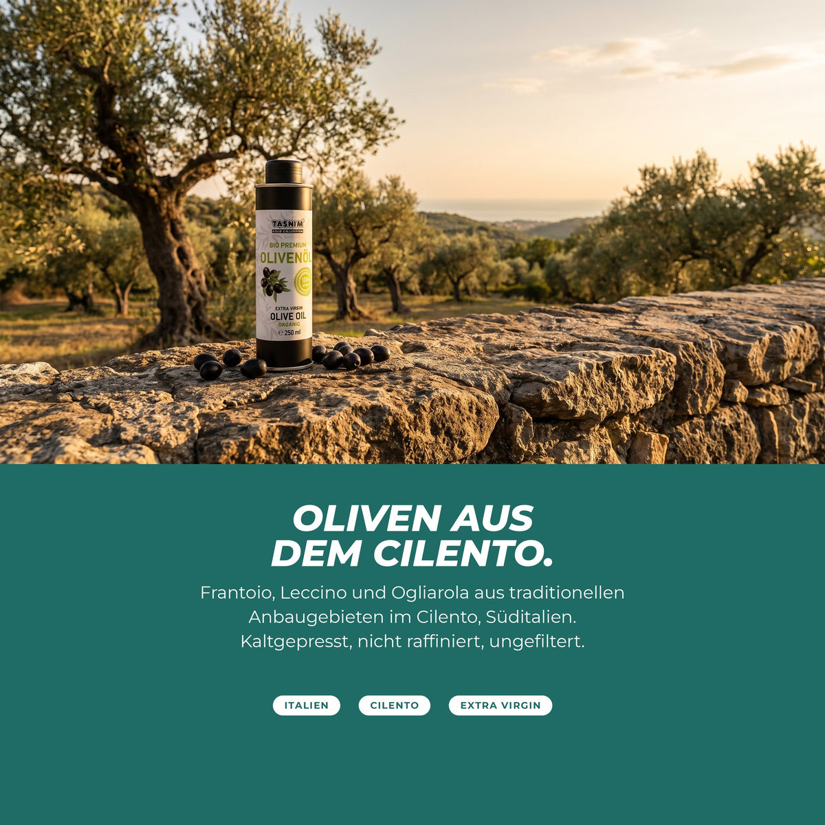 Olivenhain im Cilento bei Sonnenuntergang, die Olivenöl-Dose auf einer Steinmauer – Sorten Frantoio, Leccino und Ogliarola, kaltgepresst und ungefiltert