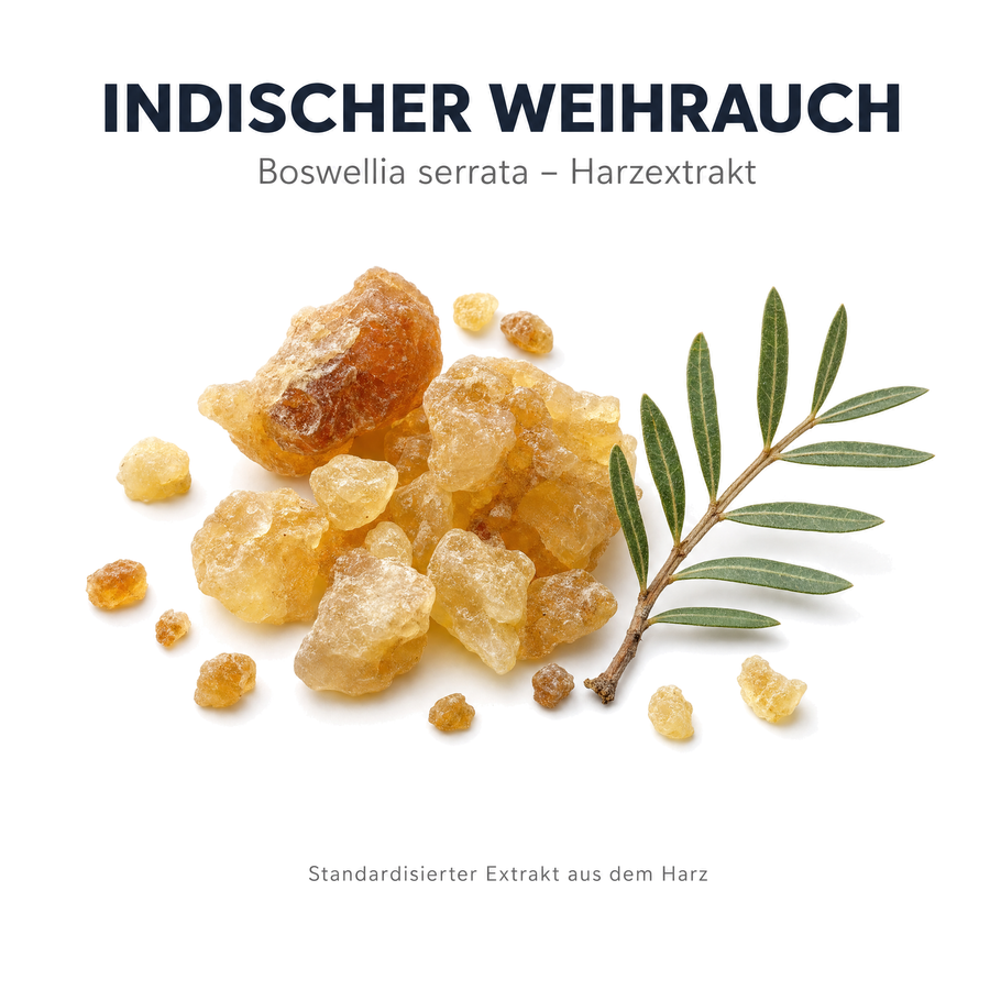 Rohstoff Indischer Weihrauch: Harzstücke von Boswellia serrata als Grundlage des standardisierten Harzextrakts
